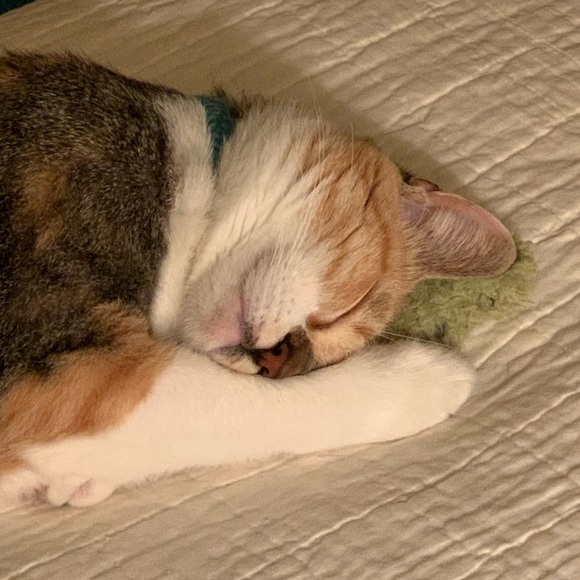 Meet your Posher, Amy - Picture 3 of 4